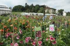 dahlienschau-gartenbau-panzer