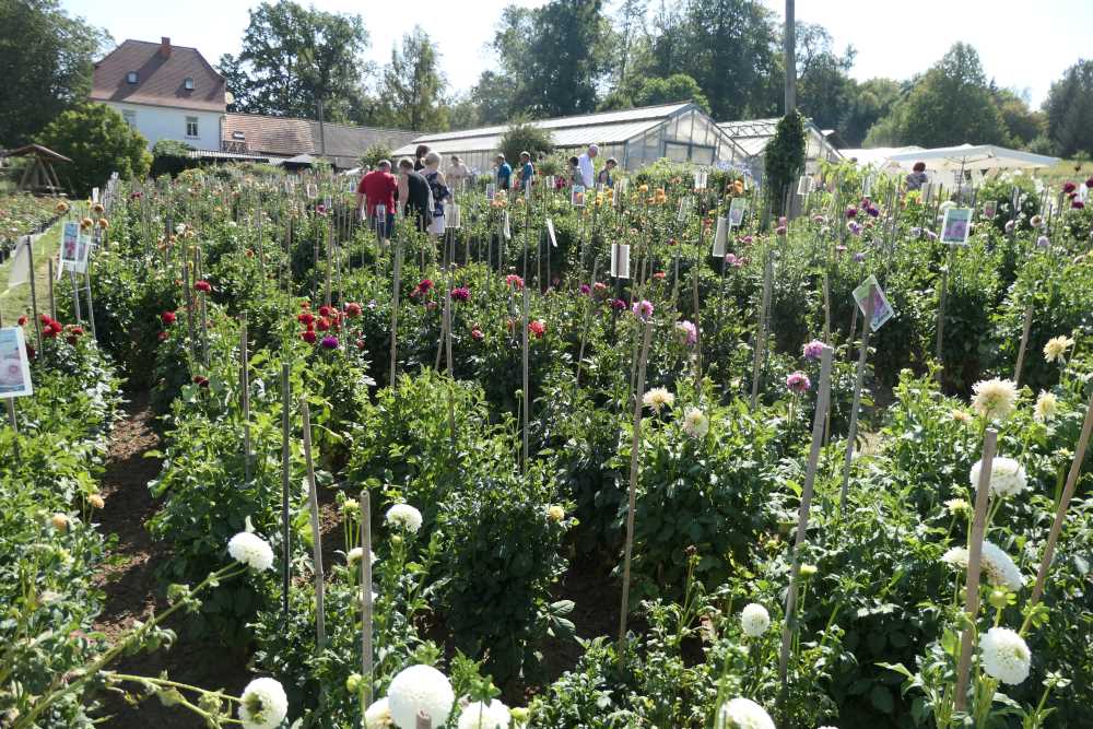 Der Osten - Entdecke wo du lebst - ,,Dahlienzüchter aus Bad Köstritz"